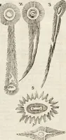 Picture 213 of 273 from Vlyssis Aldrovandi Patricii Bononiensis Monstrorvm Historia: cum Indice copiosissimo (1642), leaf 744