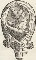 Picture 36 of 273 from Vlyssis Aldrovandi Patricii Bononiensis Monstrorvm Historia: cum Indice copiosissimo (1642), leaf 76