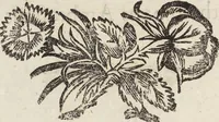 An illustration from Vlyssis Aldrovandi Patricii Bononiensis Monstrorvm Historia: cum Indice copiosissimo (1642)
