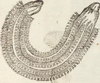 An illustration from Vlyssis Aldrovandi Patricii Bononiensis Monstrorvm Historia: cum Indice copiosissimo (1642)