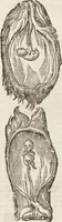 Picture 44 of 273 from Vlyssis Aldrovandi Patricii Bononiensis Monstrorvm Historia: cum Indice copiosissimo (1642), leaf 83