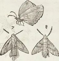 Picture 226 of 273 from Vlyssis Aldrovandi Patricii Bononiensis Monstrorvm Historia: cum Indice copiosissimo (1642), leaf 831