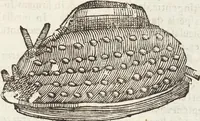 Picture 227 of 273 from Vlyssis Aldrovandi Patricii Bononiensis Monstrorvm Historia: cum Indice copiosissimo (1642), leaf 839