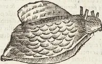 Picture 228 of 273 from Vlyssis Aldrovandi Patricii Bononiensis Monstrorvm Historia: cum Indice copiosissimo (1642), leaf 839