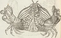Picture 229 of 273 from Vlyssis Aldrovandi Patricii Bononiensis Monstrorvm Historia: cum Indice copiosissimo (1642), leaf 842