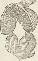 Picture 230 of 273 from Vlyssis Aldrovandi Patricii Bononiensis Monstrorvm Historia: cum Indice copiosissimo (1642), leaf 850