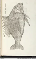 An illustration from Vlyssis Aldrovandi Patricii Bononiensis Monstrorvm Historia: cum Indice copiosissimo (1642)