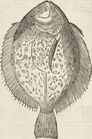An illustration from Vlyssis Aldrovandi Patricii Bononiensis Monstrorvm Historia: cum Indice copiosissimo (1642)