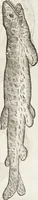 Picture 235 of 273 from Vlyssis Aldrovandi Patricii Bononiensis Monstrorvm Historia: cum Indice copiosissimo (1642), leaf 861