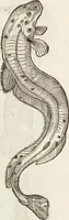 Picture 236 of 273 from Vlyssis Aldrovandi Patricii Bononiensis Monstrorvm Historia: cum Indice copiosissimo (1642), leaf 862