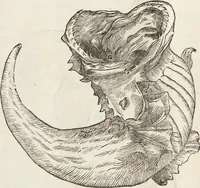 Picture 238 of 273 from Vlyssis Aldrovandi Patricii Bononiensis Monstrorvm Historia: cum Indice copiosissimo (1642), leaf 868