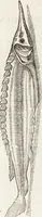 Picture 239 of 273 from Vlyssis Aldrovandi Patricii Bononiensis Monstrorvm Historia: cum Indice copiosissimo (1642), leaf 869