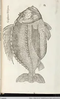 Picture 242 of 273 from Vlyssis Aldrovandi Patricii Bononiensis Monstrorvm Historia: cum Indice copiosissimo (1642), leaf 877