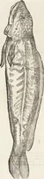 An illustration from Vlyssis Aldrovandi Patricii Bononiensis Monstrorvm Historia: cum Indice copiosissimo (1642)