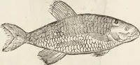 Picture 244 of 273 from Vlyssis Aldrovandi Patricii Bononiensis Monstrorvm Historia: cum Indice copiosissimo (1642), leaf 880