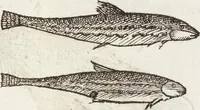 Picture 245 of 273 from Vlyssis Aldrovandi Patricii Bononiensis Monstrorvm Historia: cum Indice copiosissimo (1642), leaf 881