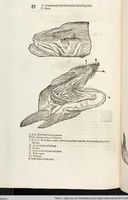Picture 246 of 273 from Vlyssis Aldrovandi Patricii Bononiensis Monstrorvm Historia: cum Indice copiosissimo (1642), leaf 882