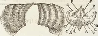 Picture 247 of 273 from Vlyssis Aldrovandi Patricii Bononiensis Monstrorvm Historia: cum Indice copiosissimo (1642), leaf 887