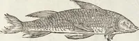Picture 248 of 273 from Vlyssis Aldrovandi Patricii Bononiensis Monstrorvm Historia: cum Indice copiosissimo (1642), leaf 889