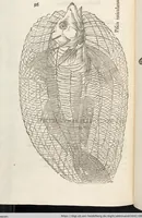 Picture 249 of 273 from Vlyssis Aldrovandi Patricii Bononiensis Monstrorvm Historia: cum Indice copiosissimo (1642), leaf 890