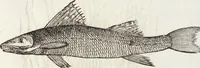 An illustration from Vlyssis Aldrovandi Patricii Bononiensis Monstrorvm Historia: cum Indice copiosissimo (1642)