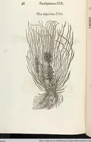 Picture 251 of 273 from Vlyssis Aldrovandi Patricii Bononiensis Monstrorvm Historia: cum Indice copiosissimo (1642), leaf 892