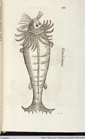 An illustration from Vlyssis Aldrovandi Patricii Bononiensis Monstrorvm Historia: cum Indice copiosissimo (1642)