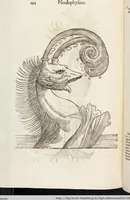 Picture 253 of 273 from Vlyssis Aldrovandi Patricii Bononiensis Monstrorvm Historia: cum Indice copiosissimo (1642), leaf 896