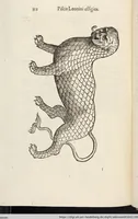 Picture 257 of 273 from Vlyssis Aldrovandi Patricii Bononiensis Monstrorvm Historia: cum Indice copiosissimo (1642), leaf 906