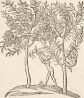 Picture 45 of 273 from Vlyssis Aldrovandi Patricii Bononiensis Monstrorvm Historia: cum Indice copiosissimo (1642), leaf 92