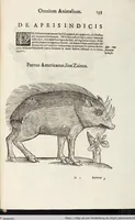 Picture 263 of 273 from Vlyssis Aldrovandi Patricii Bononiensis Monstrorvm Historia: cum Indice copiosissimo (1642), leaf 929