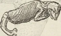Picture 266 of 273 from Vlyssis Aldrovandi Patricii Bononiensis Monstrorvm Historia: cum Indice copiosissimo (1642), leaf 934