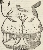 Picture 267 of 273 from Vlyssis Aldrovandi Patricii Bononiensis Monstrorvm Historia: cum Indice copiosissimo (1642), leaf 936