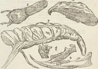 Picture 269 of 273 from Vlyssis Aldrovandi Patricii Bononiensis Monstrorvm Historia: cum Indice copiosissimo (1642), leaf 942