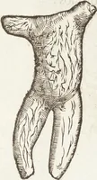 Picture 270 of 273 from Vlyssis Aldrovandi Patricii Bononiensis Monstrorvm Historia: cum Indice copiosissimo (1642), leaf 951