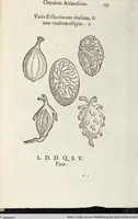 Picture 272 of 273 from Vlyssis Aldrovandi Patricii Bononiensis Monstrorvm Historia: cum Indice copiosissimo (1642), leaf 953
