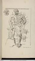 An illustration from Les Proportions Du Corps Humain: Mesurées sur les plus belles Figures de l'Antiquité (1683)