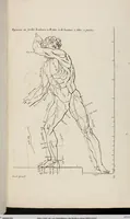 An illustration from Les Proportions Du Corps Humain: Mesurées sur les plus belles Figures de l'Antiquité (1683)
