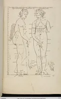 An illustration from Les Proportions Du Corps Humain: Mesurées sur les plus belles Figures de l'Antiquité (1683)