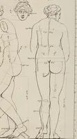 An illustration from Les Proportions Du Corps Humain: Mesurées sur les plus belles Figures de l'Antiquité (1683)