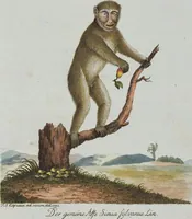 An illustration from (Band 1): Erstes Hundert (1795)