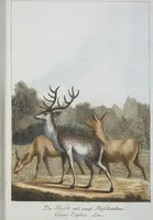 An illustration from (Band 1): Erstes Hundert (1795)