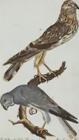 An illustration from (Band 1): Erstes Hundert (1795)