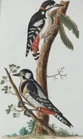 An illustration from (Band 1): Erstes Hundert (1795)