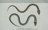 An illustration from (Band 1): Erstes Hundert (1795)