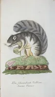 An illustration from (Band 1): Erstes Hundert (1795)