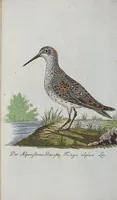 An illustration from (Band 1): Erstes Hundert (1795)
