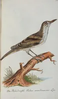 An illustration from (Band 1): Erstes Hundert (1795)