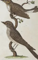 An illustration from (Band 1): Erstes Hundert (1795)