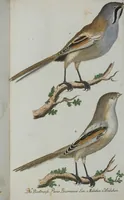 An illustration from (Band 1): Erstes Hundert (1795)